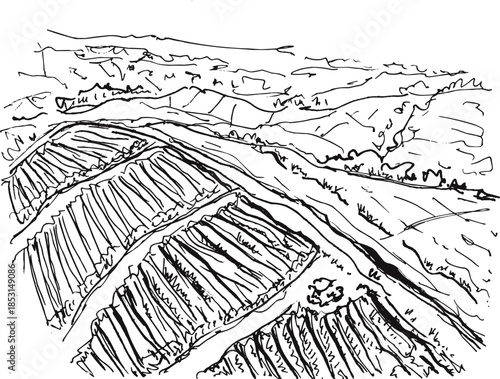 Elegant Loose Line Vineyard Fields Landscape Art