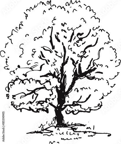 Simple Minimalist Deciduous Tree Nature Sketch Outline