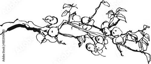 Elegant Minimalist Branch with Berries Nature Sketch Art