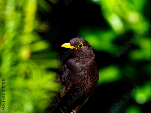 blackbird on a branch