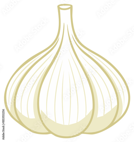 Garlic Bulb Illustration Fresh Culinary Ingredient Cooking Herb Flavor Vegetable