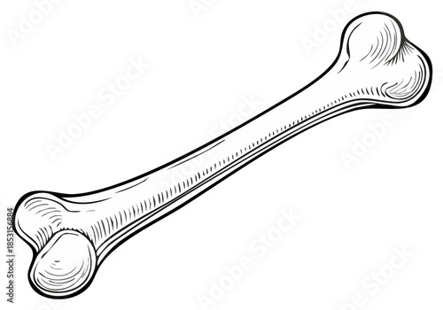 Vintage Illustration of a Long Bone