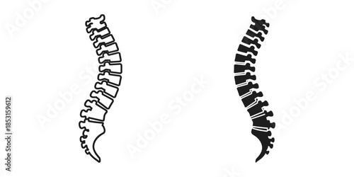 Illustration of human spinal column