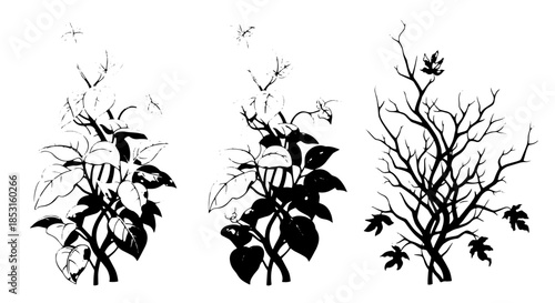 Three Stylized Plant Silhouettes Showing Seasonal Change.