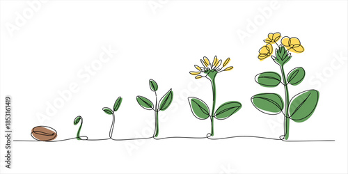 Stages of plant growth from seed to flowering plant Vector, illustration