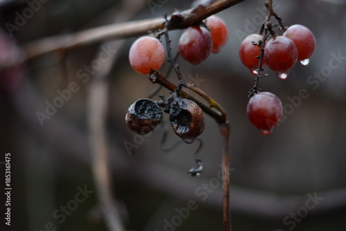 Overripe red grapes on a vine branch with raindrops in winter garden