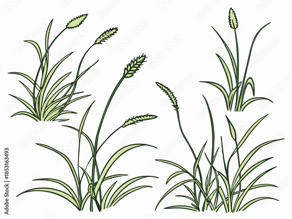 Obraz premium Vector illustration green grass plants with stems and leaves