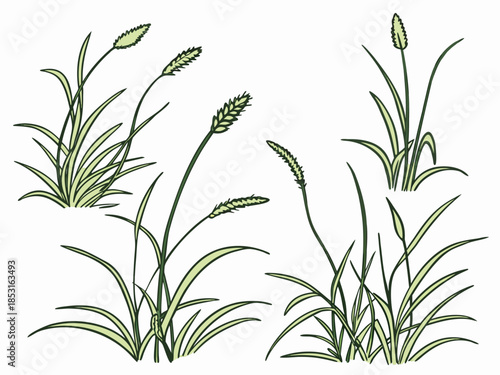 Vector illustration green grass plants with stems and leaves