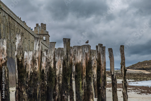Seagull perched on wooden pole in Saint-Malo, Bretagne France