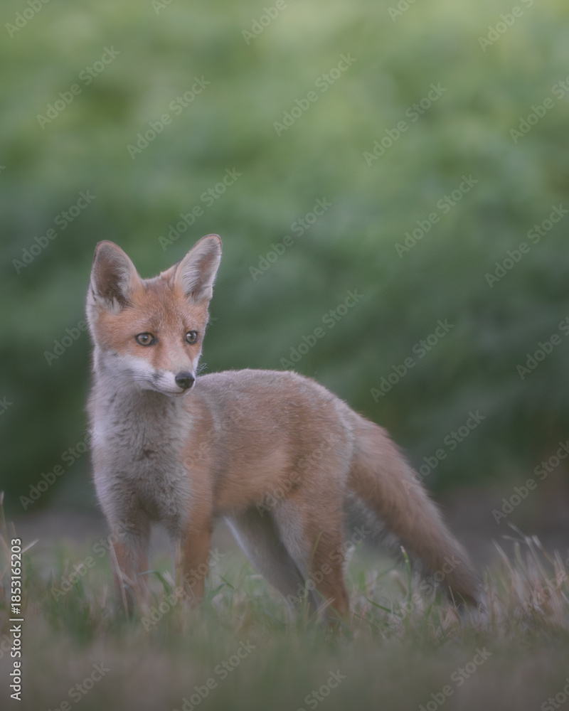Fototapeta premium Curious Young Fox Cub