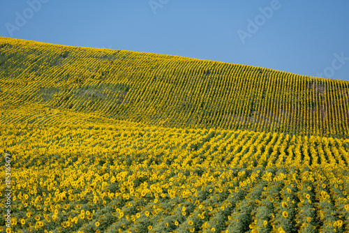 Vibrant sunflower field under blue sky
