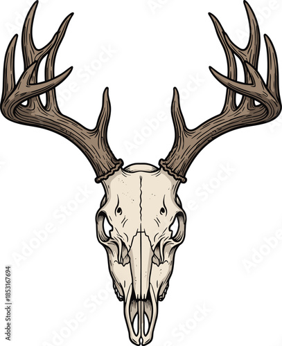 Deer skull with large antlers, frontal view, bone structure, mature animal, wildlife art, anatomy concept – flat vector illustration