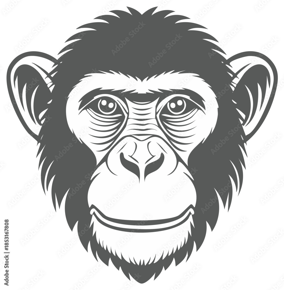 Obraz premium Close-up graphic of a chimpanzee face, isolated animal illustration, gray and white primate, ape face cartoon vector