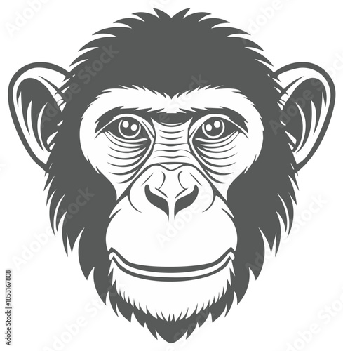 Close-up graphic of a chimpanzee face, isolated animal illustration, gray and white primate, ape face cartoon vector