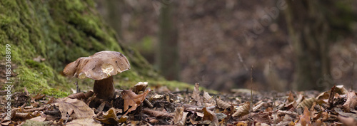 mushrooms in the forest