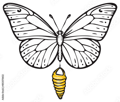 Line Art Butterfly and Chrysalis Symbolizing Transformation and Metamorphosis