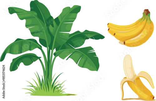 Banana plant with ripe bananas and peeled banana tropical fruit botanical vector illustration isolated on white background flat design style