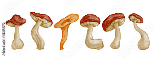 Set of colorful forest porcini mushrooms. Vector graphics.