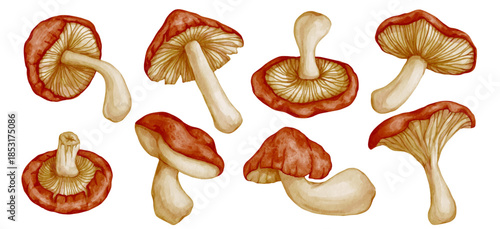 Set of colorful forest porcini mushrooms. Vector graphics.