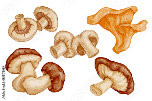 Set of colorful forest porcini mushrooms, chanterelles, and champignons. Vector graphics.