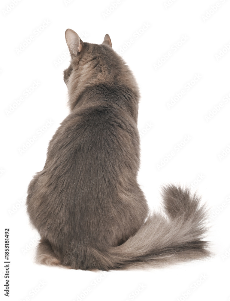 Obraz premium Adorable fluffy gray cat turned back on white background