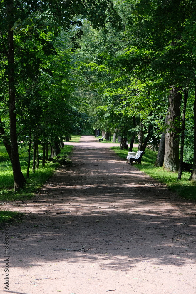 Fototapeta premium a walking path in a summer park