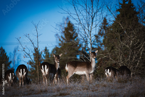 Photos heard of fallow deer