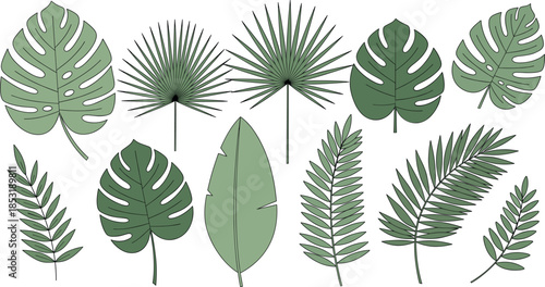 Flat Vector Illustration of Tropical Monstera and Palm Leaves with Exotic Botanical Foliage Set