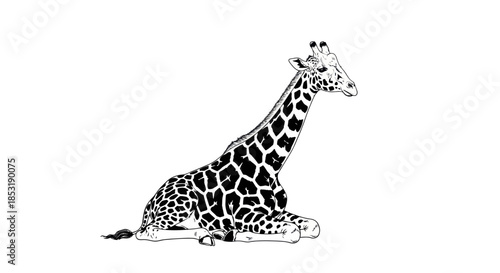 Resting Giraffe - A Detailed Black and White Illustration.