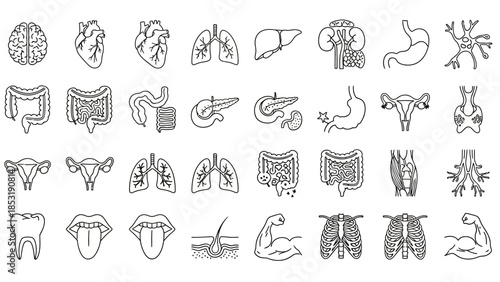 Extensive set of human anatomy outline icons, perfect for medical illustrations, biology education, and healthcare designs, featuring various organs and body systems