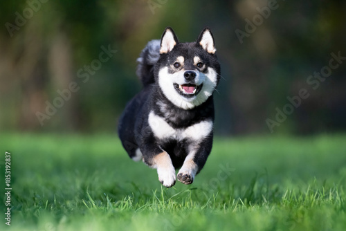 Male Shiba Inu playing while running and leaping in a meadow on a breeding dog farm. Canis familiaris, Sologne, Loiret 45, région Centre Val de Loire, France, European Union, Europe