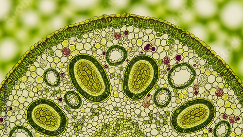 Wallpaper Mural Microscopic Cross Section of a Plant Stem Showing Detailed Cellular Structure and Tissues Torontodigital.ca