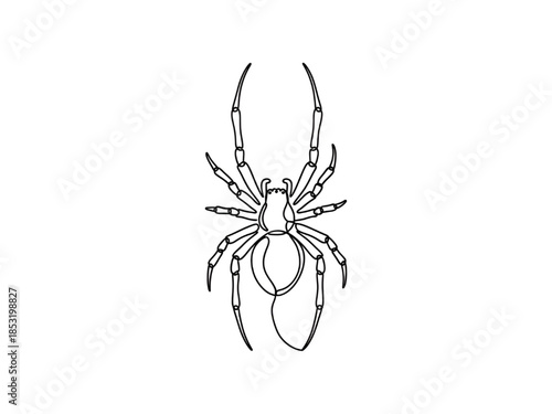 Black Spider Illustration Isolated on White Background