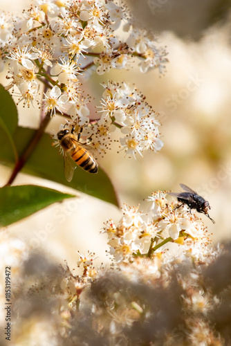 Abeilles butinant 