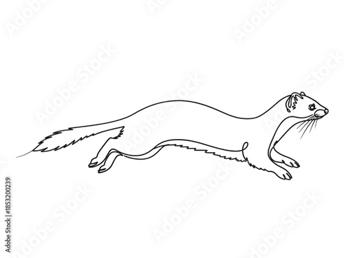 Weasel Running Fast Isolated on White Background Line Art