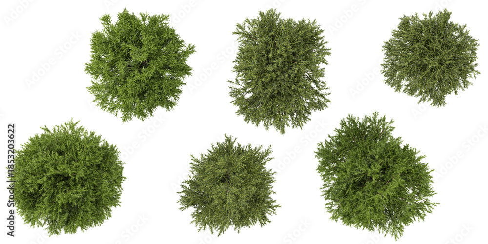 Fototapeta premium set of sabina trees on transparent background from the top view