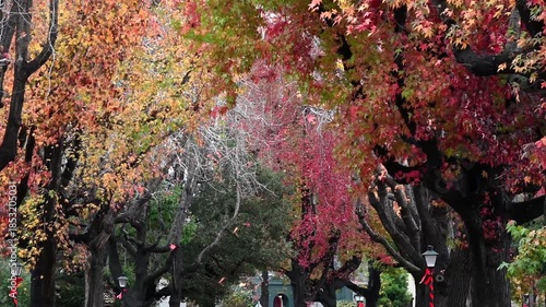 Hand held 4K video of autumn leaves falling from gumtrees on a rainy overcast day.
