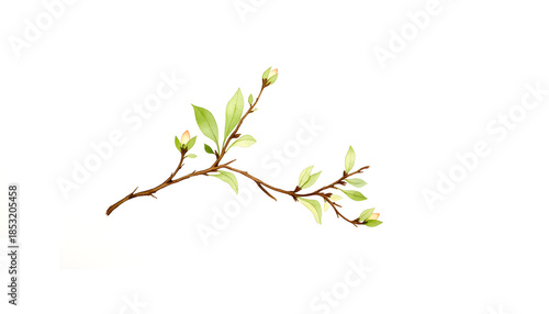 Delicate watercolor branch with spring buds, gentle renewal