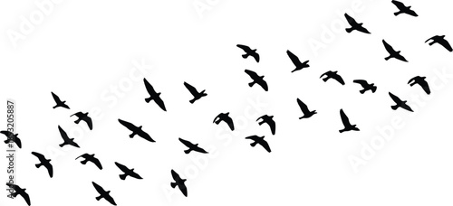 Bird flock silhouette, V-shaped flight formation, black flying birds, migration pattern vector, nature coordination design, wildlife motion, avian behavior art