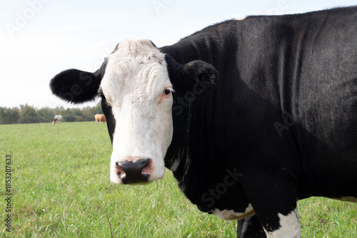 A cow grazes on fresh pasture. Natural grazing of cows.