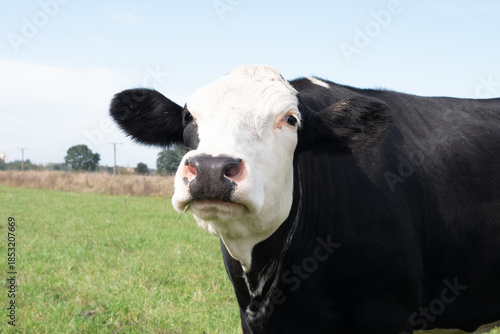 A cow grazes on fresh pasture. Natural grazing of cows.