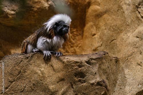 Cotton-top tamarin perched on rock formation at zoo