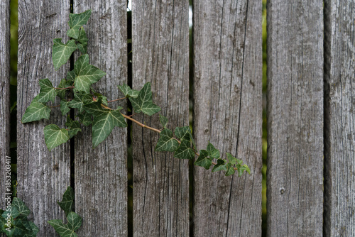 Common ivy growing between wooden fence