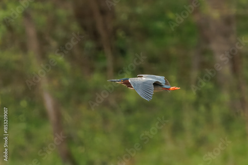 Green Heron Flying Low Over Water with Wings Extended