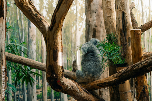 Koala in Zoo of Leipzig City, germany