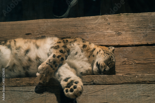 Snow Leopard standing in zoo in Leipzig in germany. Close up from head.