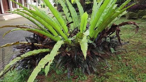 Lush Green Tropical Plant for Garden and Landscape Design. Exotic Green Foliage for Garden Decoration and Commercial Use. Vibrant Tropical Plants for Landscaping and Outdoor Decor.