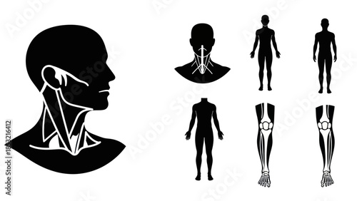 Human anatomy illustrations depicting head neck torso legs and joints