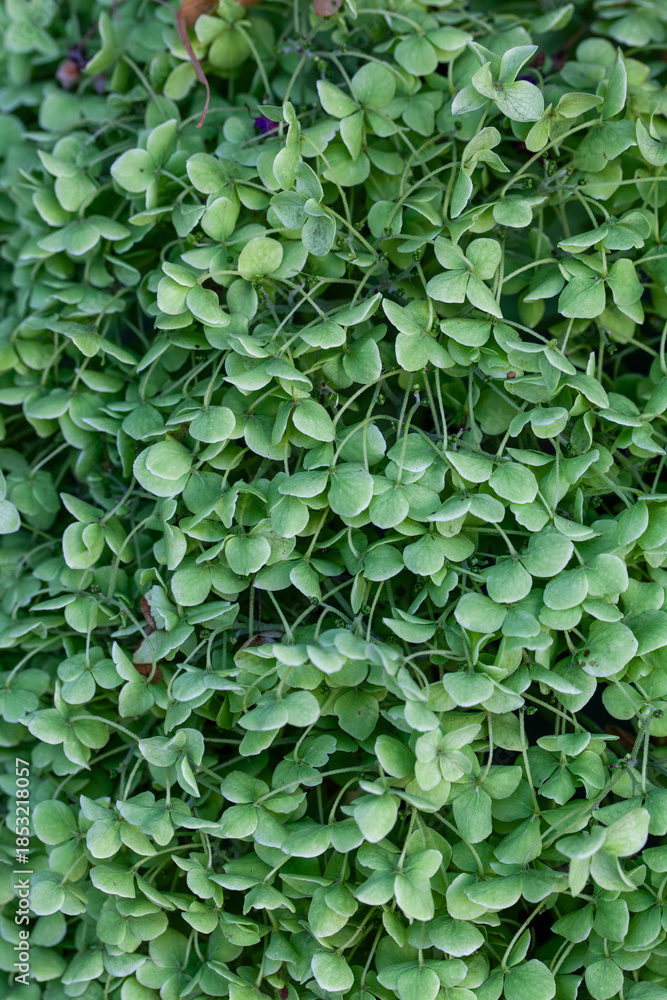 Fototapeta premium Green leafy plant background with natural texture 
