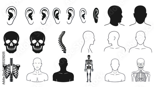 Human anatomy illustrations ears heads skeletons and body silhouettes